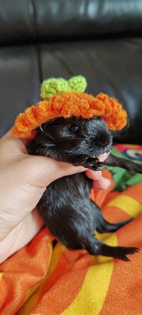 Ozzy And Boys Guinea Pig  - Guinea Pig Small & Furry