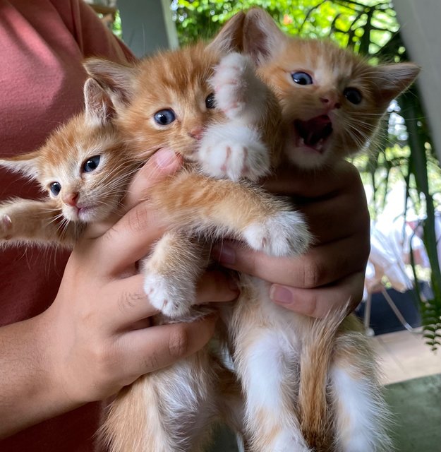 Neutron Proton Electron  - Domestic Medium Hair Cat