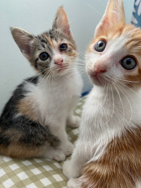 Lychee &amp; Latte - Domestic Short Hair Cat