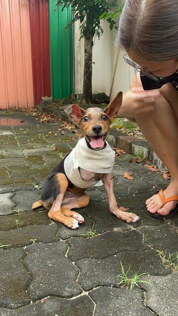 Papaya - Mixed Breed Dog