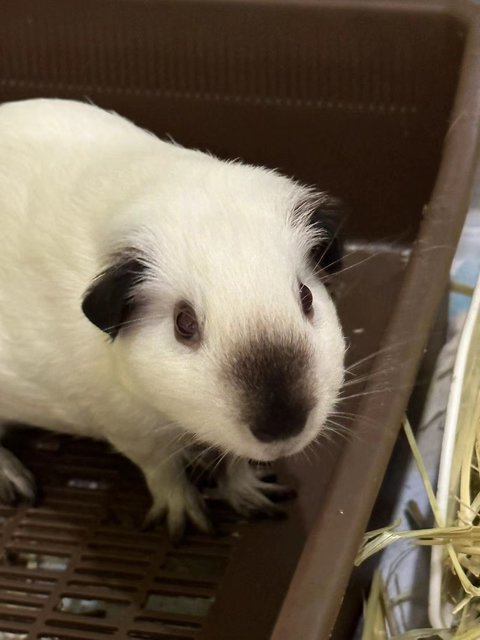 Soya - Guinea Pig Small & Furry