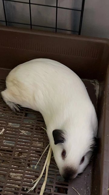 Soya - Guinea Pig Small & Furry