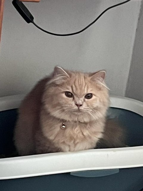 Peanut - Persian Cat