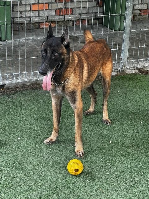 Baby - Belgian Shepherd Malinois Dog