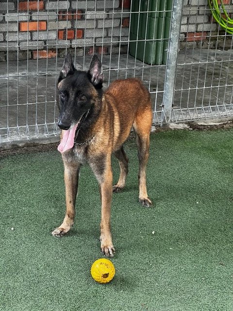 Baby - Belgian Shepherd Malinois Dog