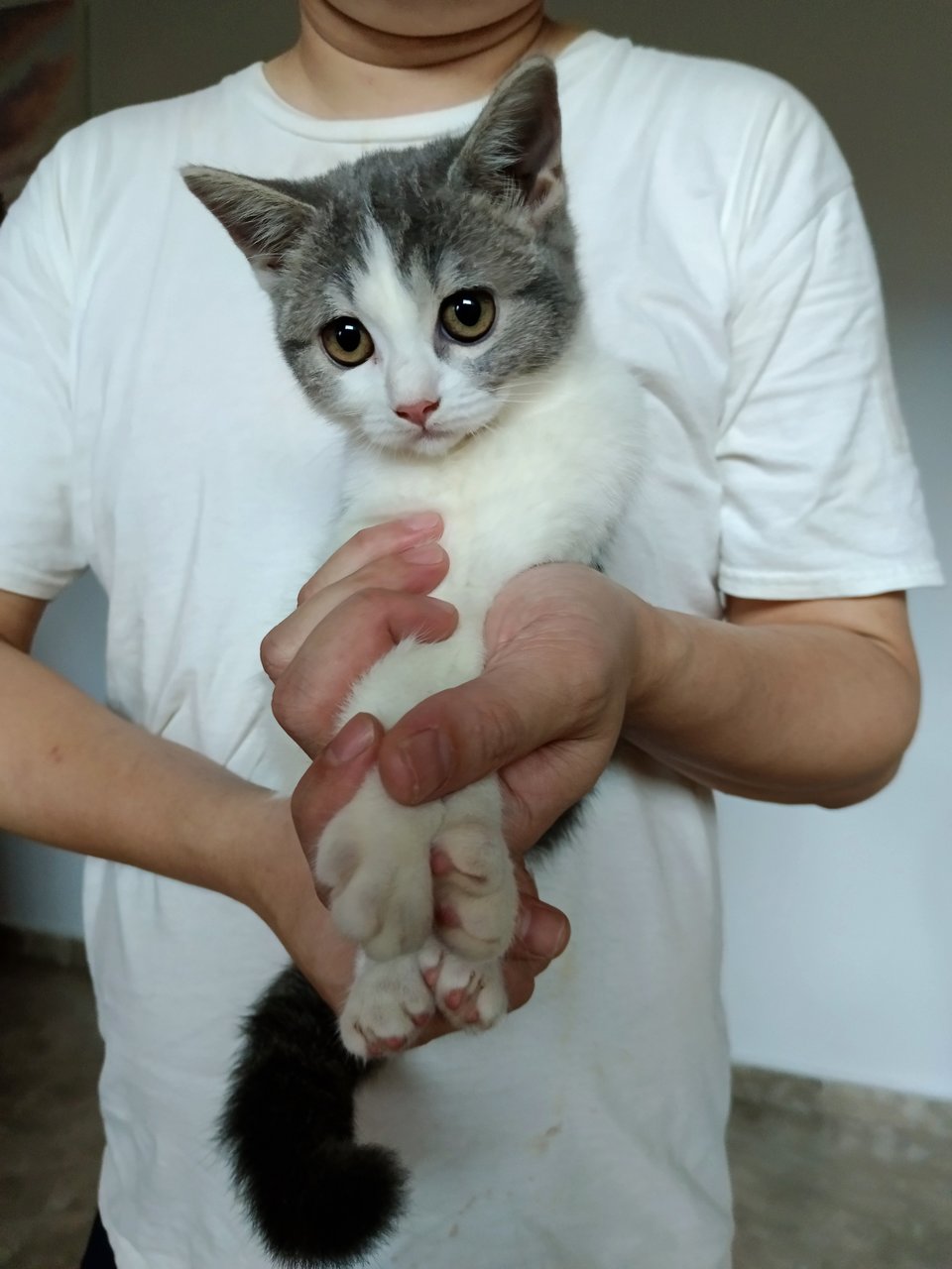 Tiny - British Shorthair + Domestic Short Hair Cat