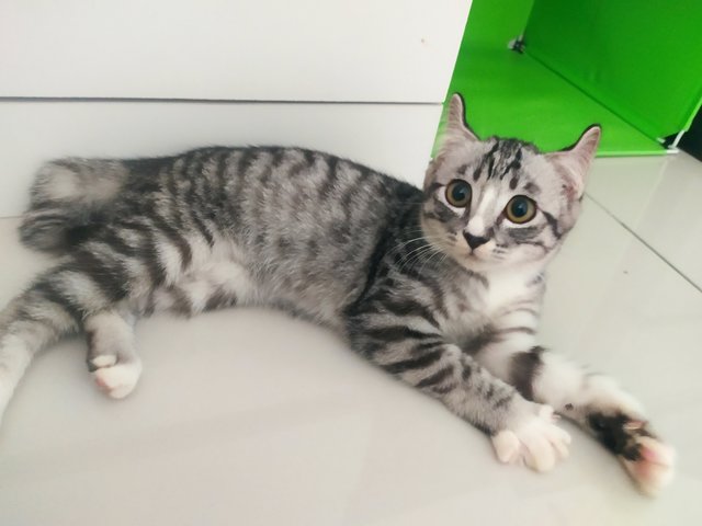 Libra - American Curl + Bengal Cat