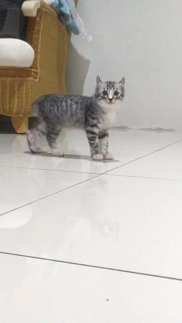 Libra - American Curl + Bengal Cat