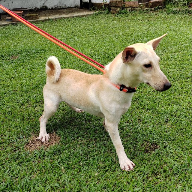 Lady - Small Size Dog (Short Legged)  - Dachshund Mix Dog