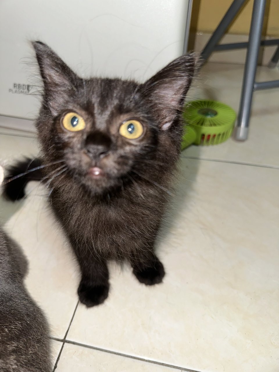 Blackie - Domestic Medium Hair Cat