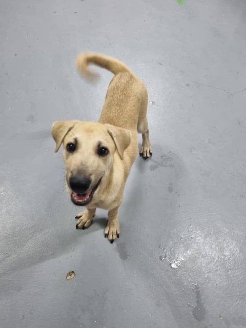 Ike - Yellow Labrador Colour - Labrador Retriever Mix Dog