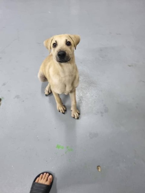 Ike - Yellow Labrador Colour - Labrador Retriever Mix Dog