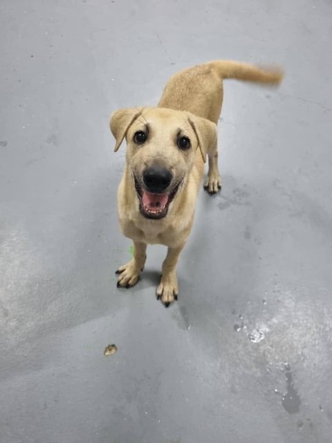 Ike - Yellow Labrador Colour - Labrador Retriever Mix Dog