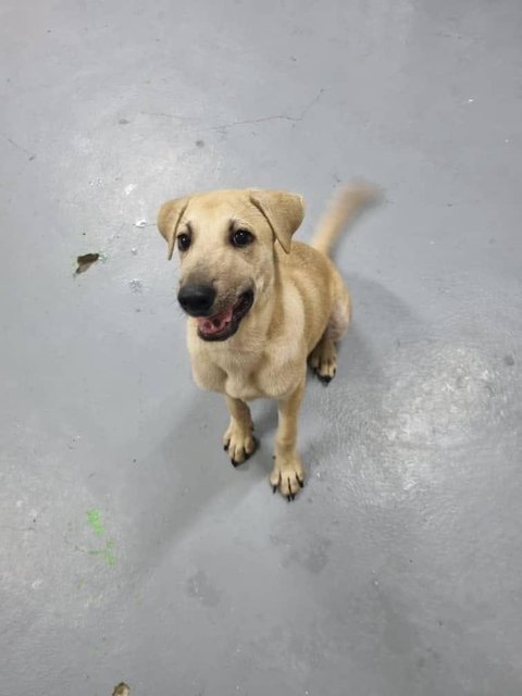 Ike - Yellow Labrador Colour - Labrador Retriever Mix Dog