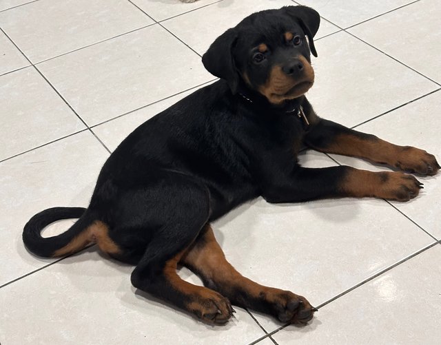 Rowan - Rottweiler Dog