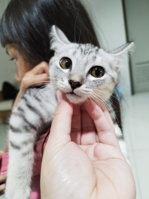 Snow - American Curl + Bengal Cat