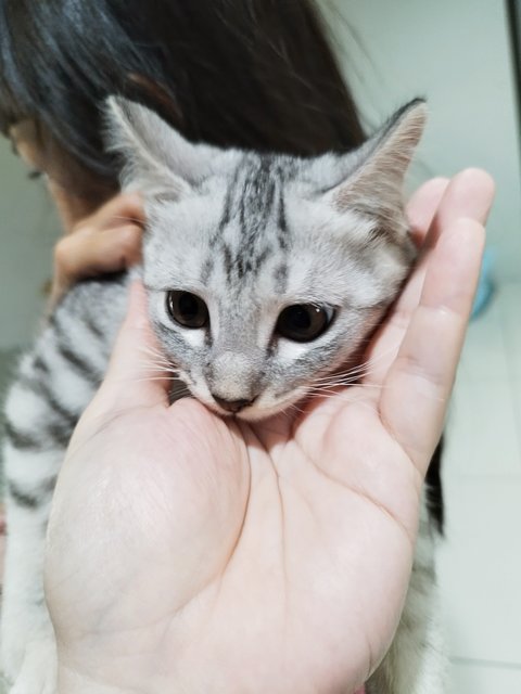 Snow - American Curl + Bengal Cat