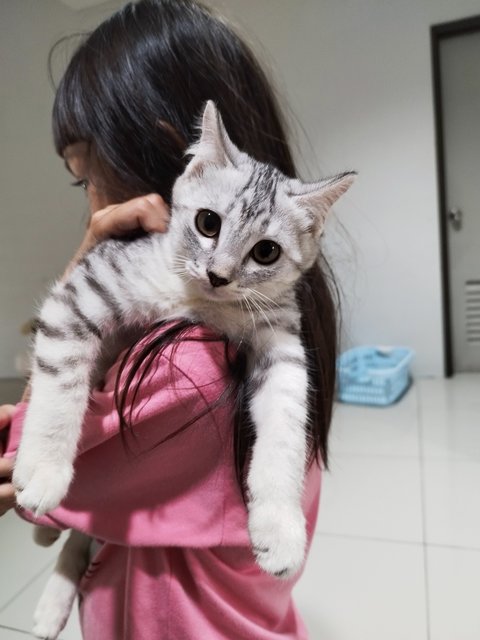 Snow - American Curl + Bengal Cat