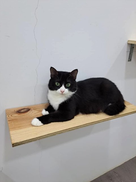 Tuxey - Domestic Short Hair + Domestic Medium Hair Cat