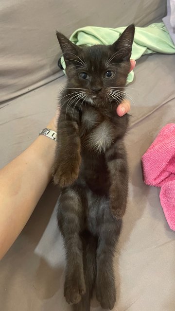 Boba - Domestic Short Hair Cat