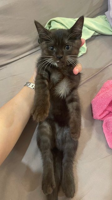 Boba - Domestic Short Hair Cat