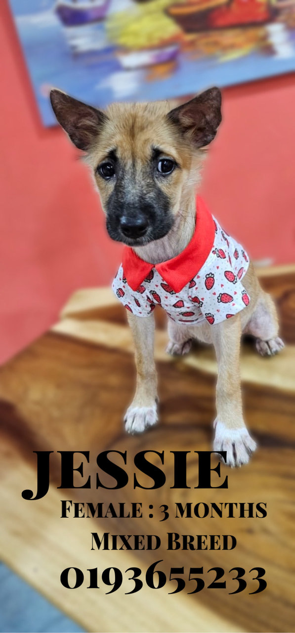 Casper Hazel Jessie - Mixed Breed Dog