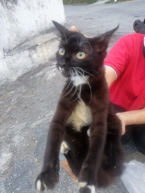 Fluffy Tail Tuxedo Female (Spayed) - Domestic Long Hair + Tuxedo Cat