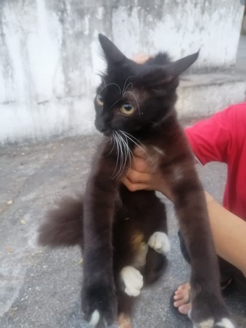 Fluffy Tail Tuxedo Female (Spayed) - Domestic Long Hair + Tuxedo Cat