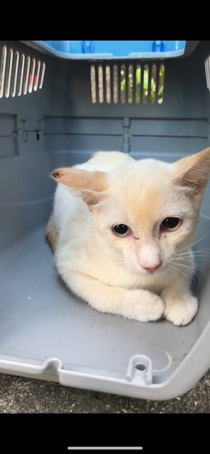 Sunburnt (Lilac Siamese) - Siamese + Domestic Short Hair Cat