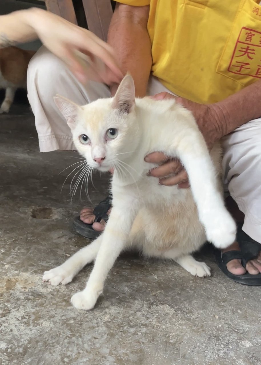 Sunburnt (Lilac Siamese) - Siamese + Domestic Short Hair Cat