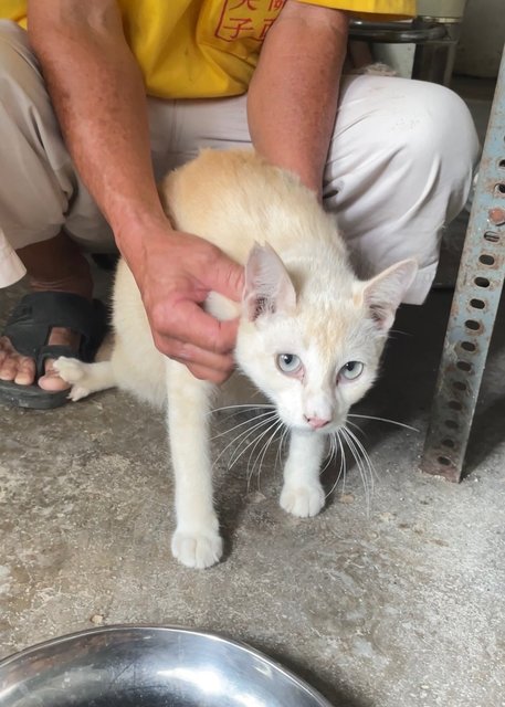 Sunburnt (Lilac Siamese) - Siamese + Domestic Short Hair Cat