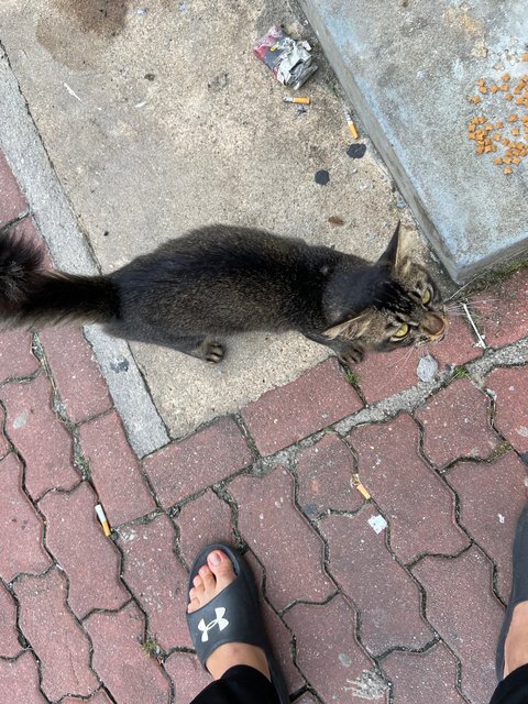 Not Named Yet - Domestic Long Hair Cat