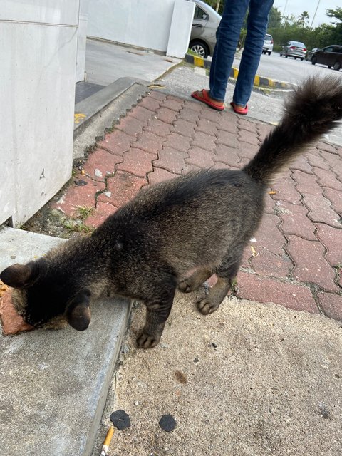 Not Named Yet - Domestic Long Hair Cat