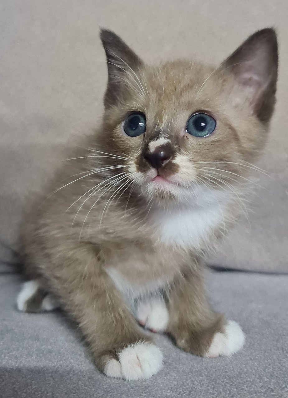 Twinkle - Snowshoe + Siamese Cat