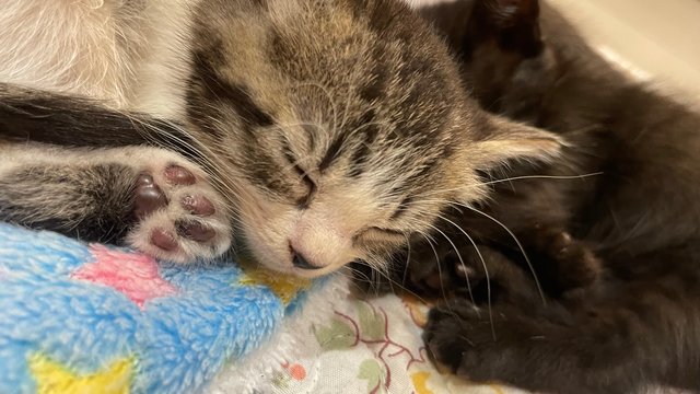 Lulu And Celine - Domestic Medium Hair Cat