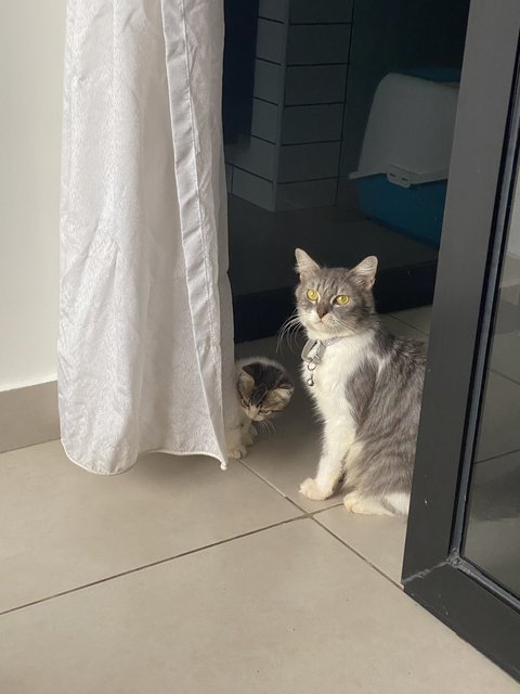 Lulu And Celine - Domestic Medium Hair Cat