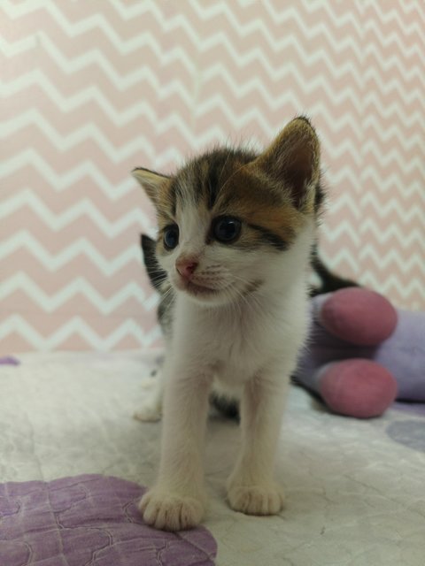 Zomi - British Shorthair + Domestic Short Hair Cat