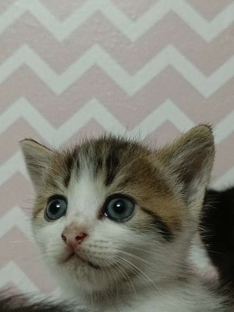 Zomi - British Shorthair + Domestic Short Hair Cat