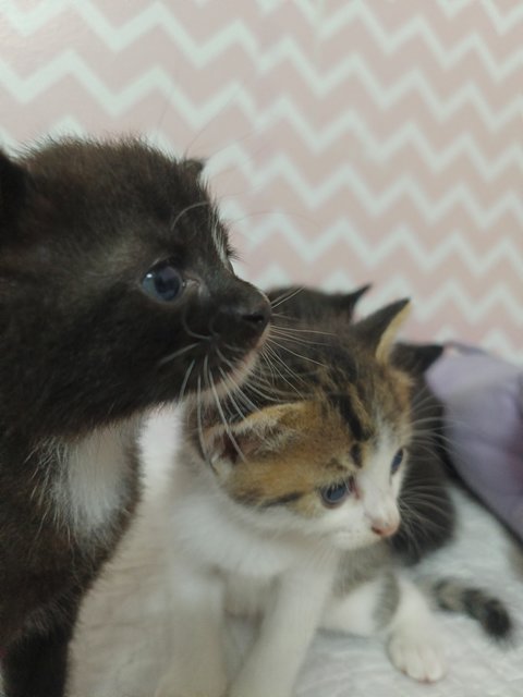 Zomi - British Shorthair + Domestic Short Hair Cat