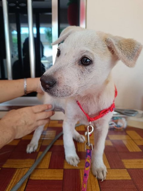 Jeff - Labrador Retriever Mix Dog