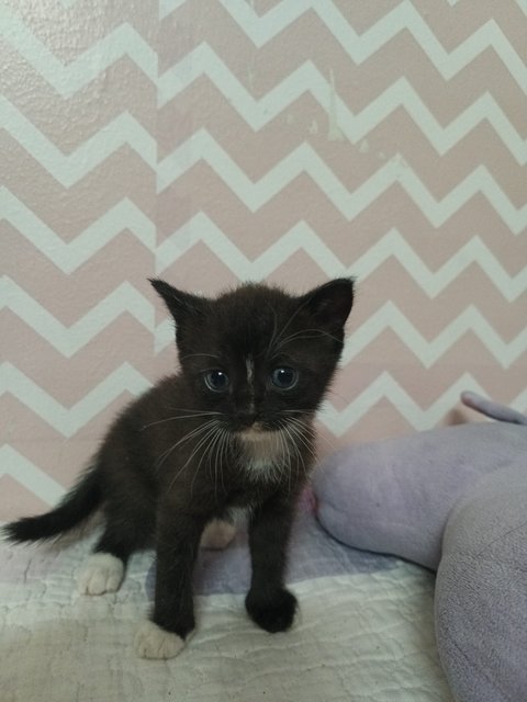 Zoshu - British Shorthair + Domestic Short Hair Cat