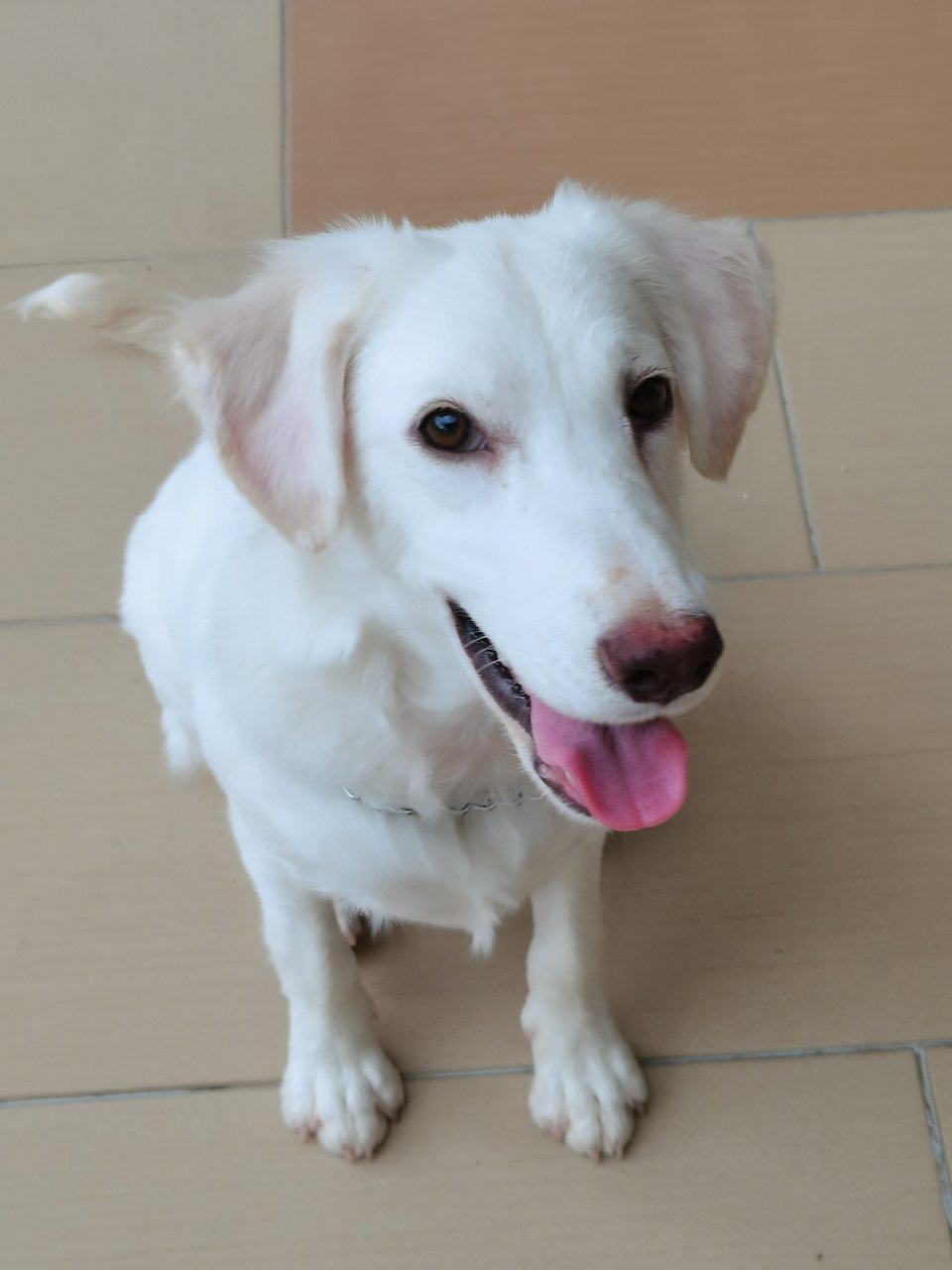 Snowy - Golden Retriever Dog