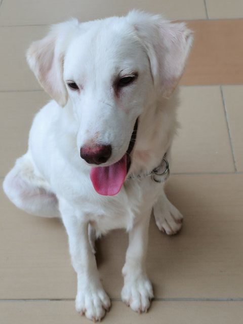 Snowy - Golden Retriever Dog