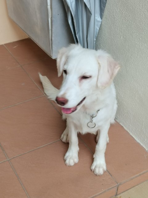 Snowy - Golden Retriever Dog