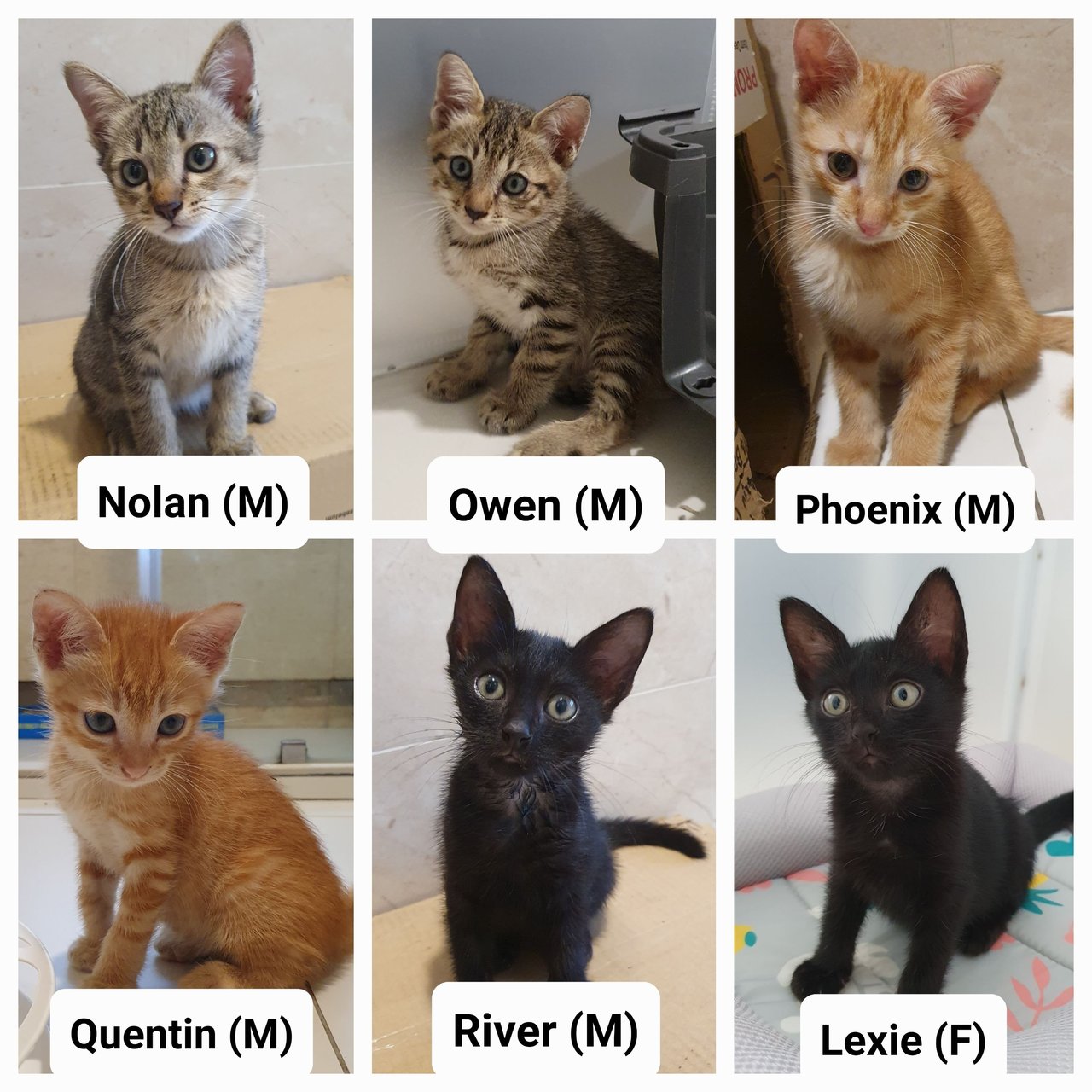 6 Kitties - Domestic Short Hair Cat