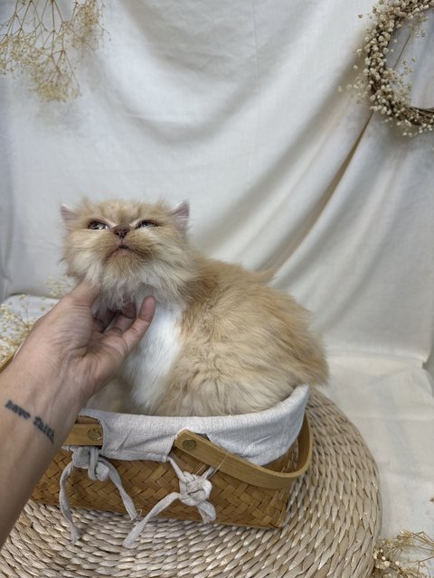 Paris - Persian + Domestic Medium Hair Cat