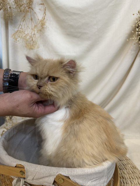 Paris - Persian + Domestic Medium Hair Cat