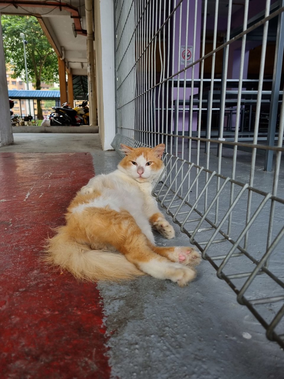 Oyen - Domestic Long Hair Cat