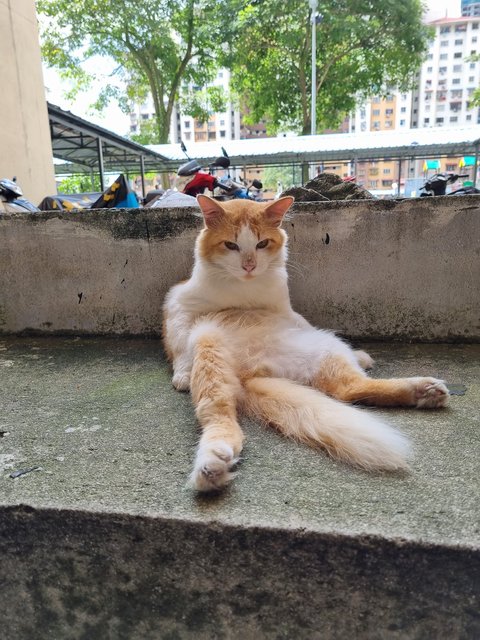 Oyen - Domestic Long Hair Cat