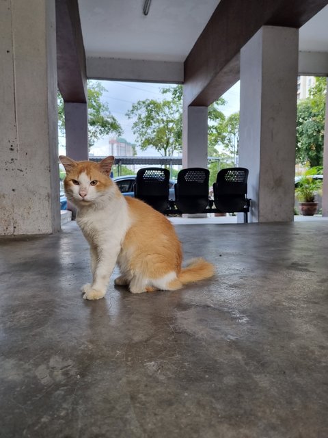 Oyen - Domestic Long Hair Cat